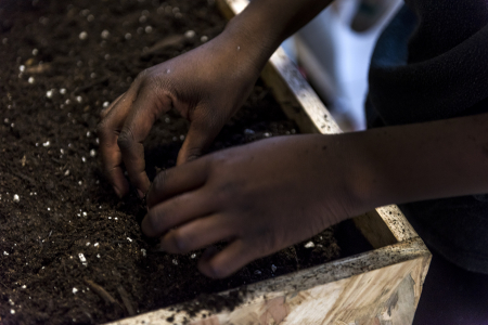 Les plantes parmi nous