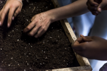 Les plantes parmi nous