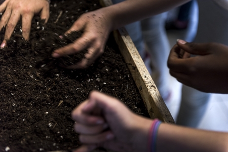 Les plantes parmi nous