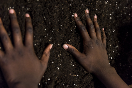 Les plantes parmi nous