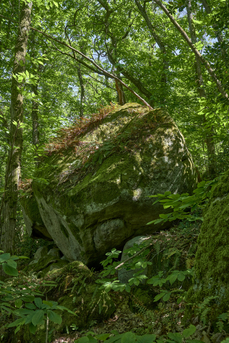 Le systÃ¨me forÃªt